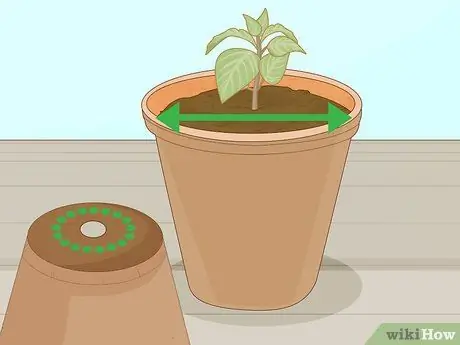 Посадите суккуленты в помещении Шаг 2