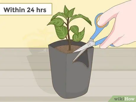 Посадите суккуленты в помещении Шаг 4