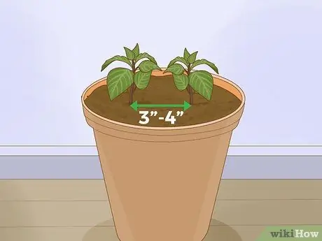 Посадите суккуленты в помещении Шаг 6