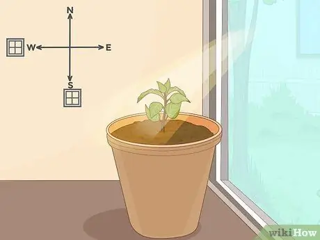 Посадить суккуленты в помещении Шаг 7