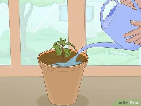 Посадить суккуленты в помещении Шаг 8