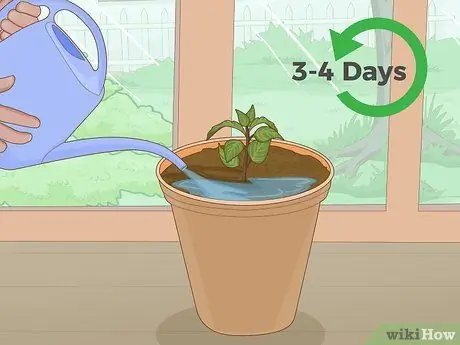 Посадите суккуленты в помещении Шаг 9