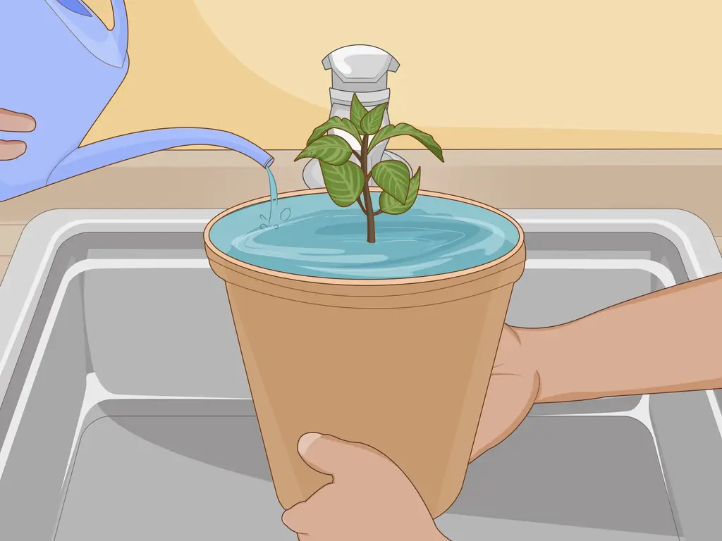 Простые способы посадки суккулентов в помещении: 10 шагов (с изображениями)