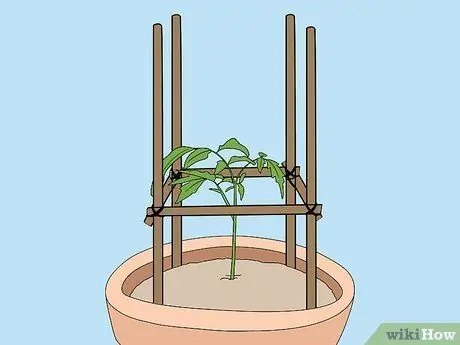 Поддержка растений помидоров в горшках Шаг 10