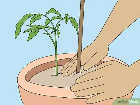 Поддержка растений помидоров в горшках Шаг 4