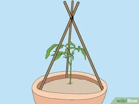 Поддержка растений помидоров в горшках Шаг 9