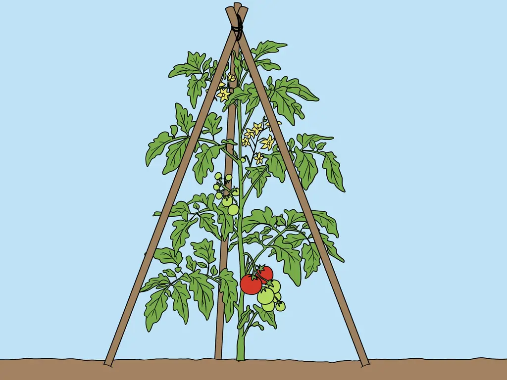 4 способа поддержать растения томатов в горшках