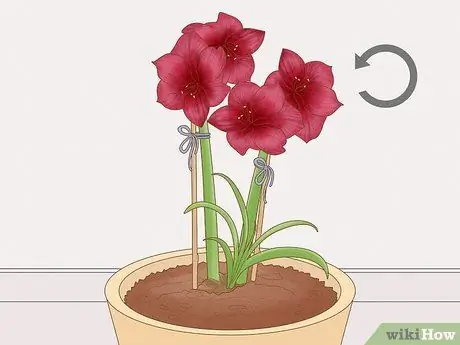 Держите Амариллис в вертикальном положении Шаг 4