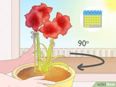 Держите Амариллис в вертикальном положении Шаг 6