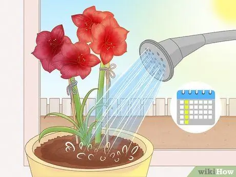 Держите Амариллис в вертикальном положении Шаг 7