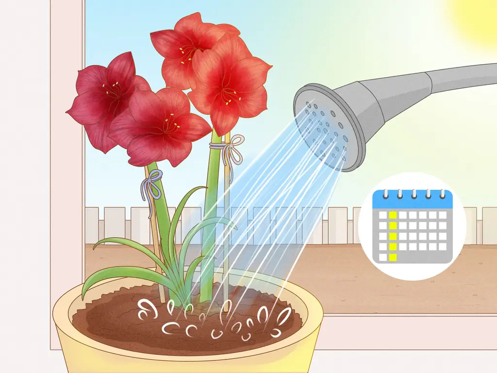 Как сохранить Амариллис в вертикальном положении: 7 шагов (с иллюстрациями)