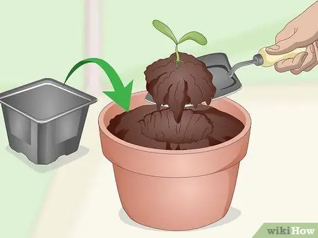 Выращивание кинзы в помещении Шаг 10