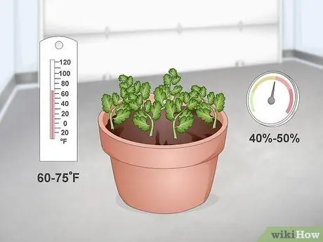 Выращивание кинзы в помещении Шаг 15