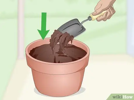 Выращивание кинзы в помещении, шаг 2