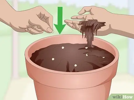 Выращивание кинзы в помещении, шаг 3