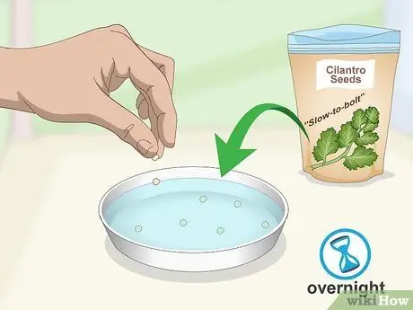 Выращивание кинзы в помещении Шаг 4