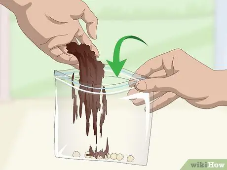 Выращивание кинзы в помещении Шаг 6