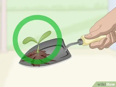 Выращивание кинзы в помещении Шаг 8