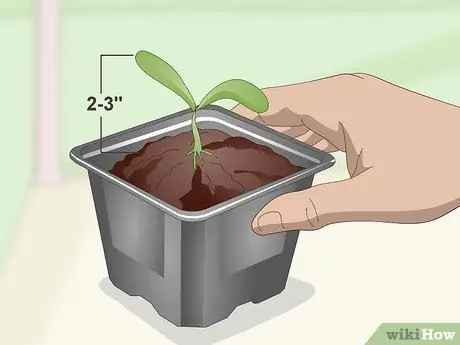 Выращивание кинзы в помещении Шаг 9