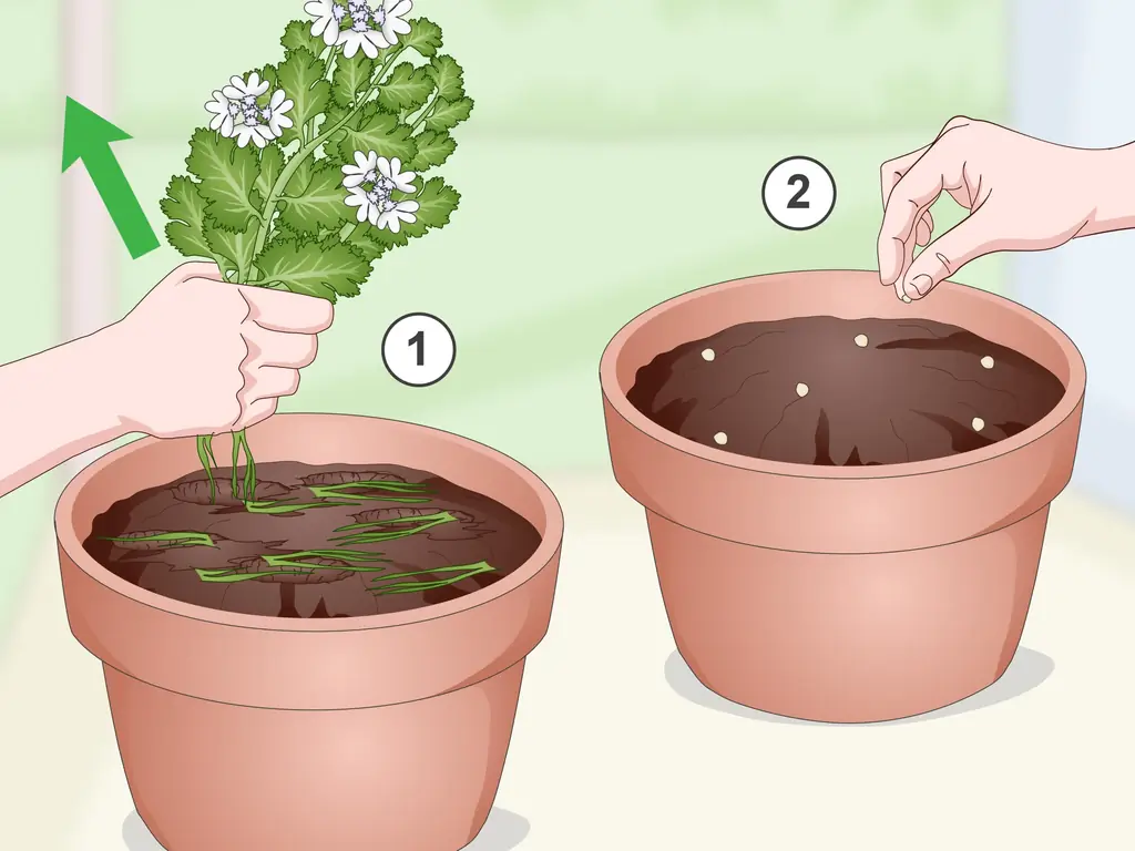 5 способов выращивания кинзы в помещении