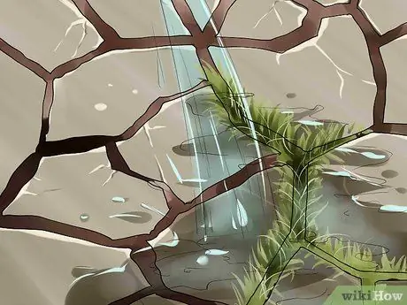 Используйте перекись водорода в саду Шаг 10