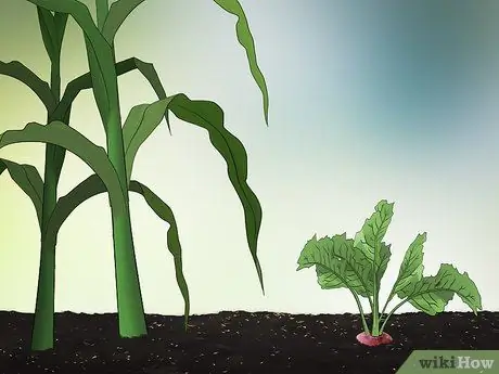 Планирование огорода Шаг 6