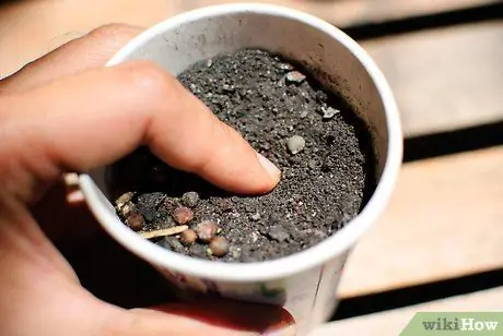 Выращивайте травяные сады из семян, шаг 3