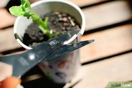 Выращивайте травяные сады из семян Шаг 4