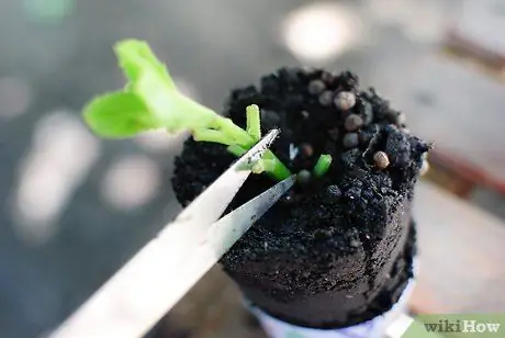 Выращивайте сады с травами из семян Шаг 5