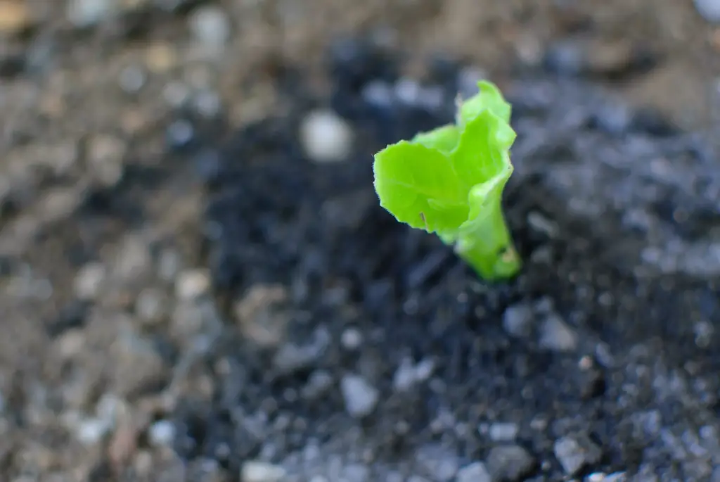 Как вырастить травяной сад из семян: 6 шагов (с иллюстрациями)