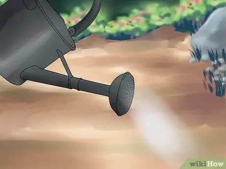 Выращивание Клеома, шаг 16