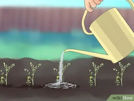 Выращивание нута Шаг 10