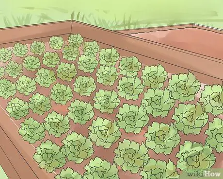 Не допускайте попадания сорняков в огород Шаг 6