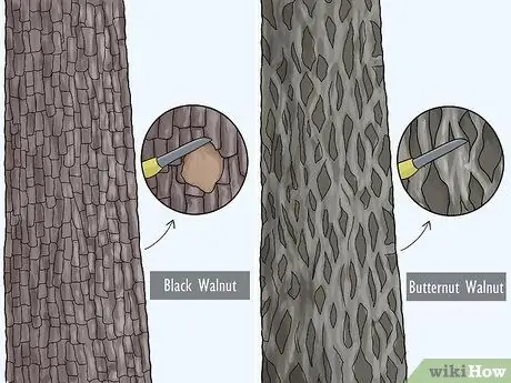 Определите ореховые деревья, шаг 2