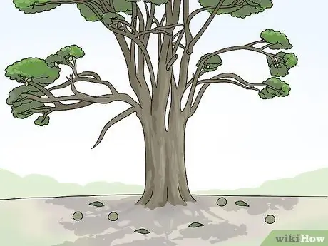 Определите деревья грецкого ореха Шаг 3