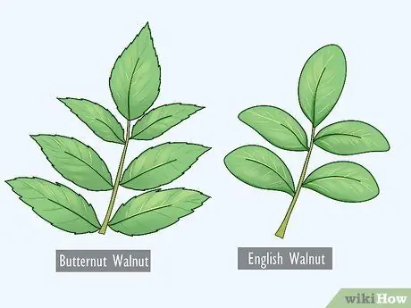 Определите ореховые деревья Шаг 7