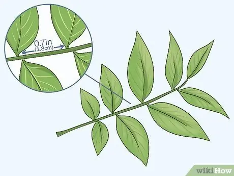 Определите ореховые деревья Шаг 8