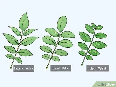 Определите ореховые деревья Шаг 9