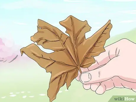 Rake Leaves Step 8 Rake Leaves Step 8