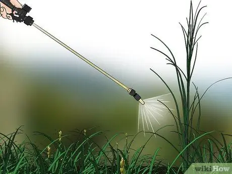 Control Johnson Grass Step 8 Control Johnson Grass Step 8