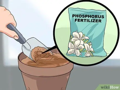 Уход за франжипанисом Шаг 4