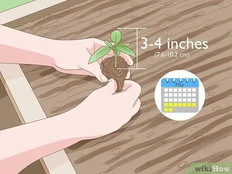 Когда сажать помидоры в Великобритании Шаг 2