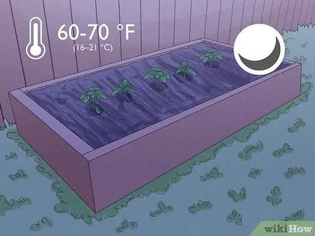 Когда сажать помидоры в Великобритании Шаг 5