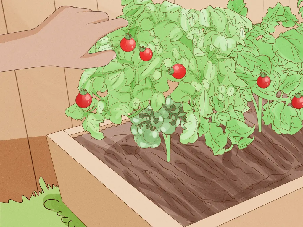 Помидоры 101: когда и как сажать помидоры за пределами Великобритании