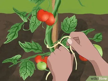Свяжите помидоры, шаг 3