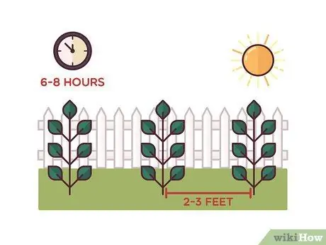 Помидоры на колышках Шаг 1