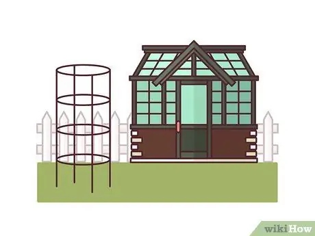 Помидоры на ставках Шаг 10