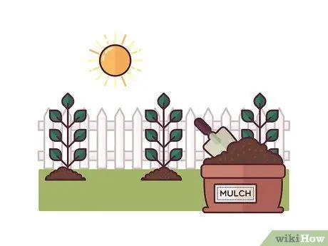 Помидоры на колышках Шаг 11