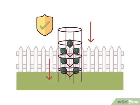 Помидоры на колышках Шаг 12