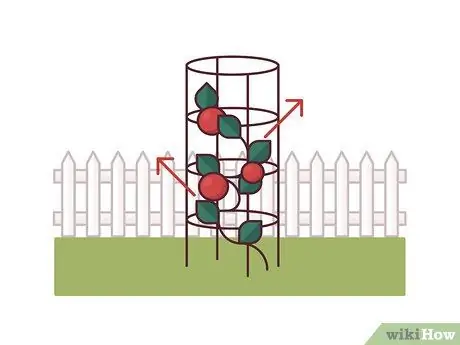 Помидоры на колышках Шаг 13